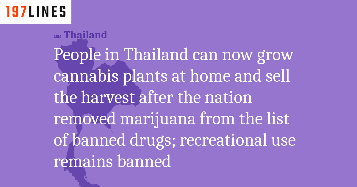 People In Thailand Can Now Grow Cannabis Plants At Home And Sell The ...