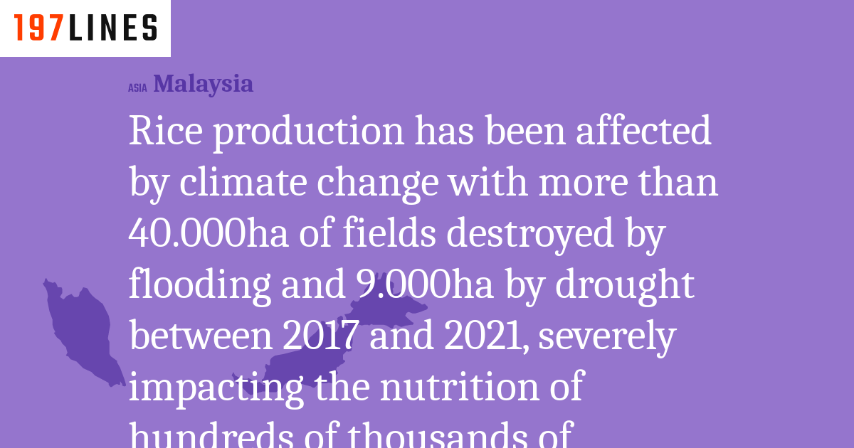 Rice production has been affected by climate change with more than 40